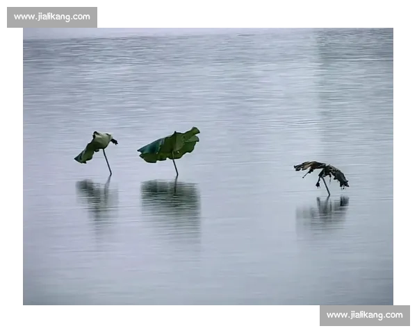 颠覆认知！莲藕与荷叶的共生真相大公开